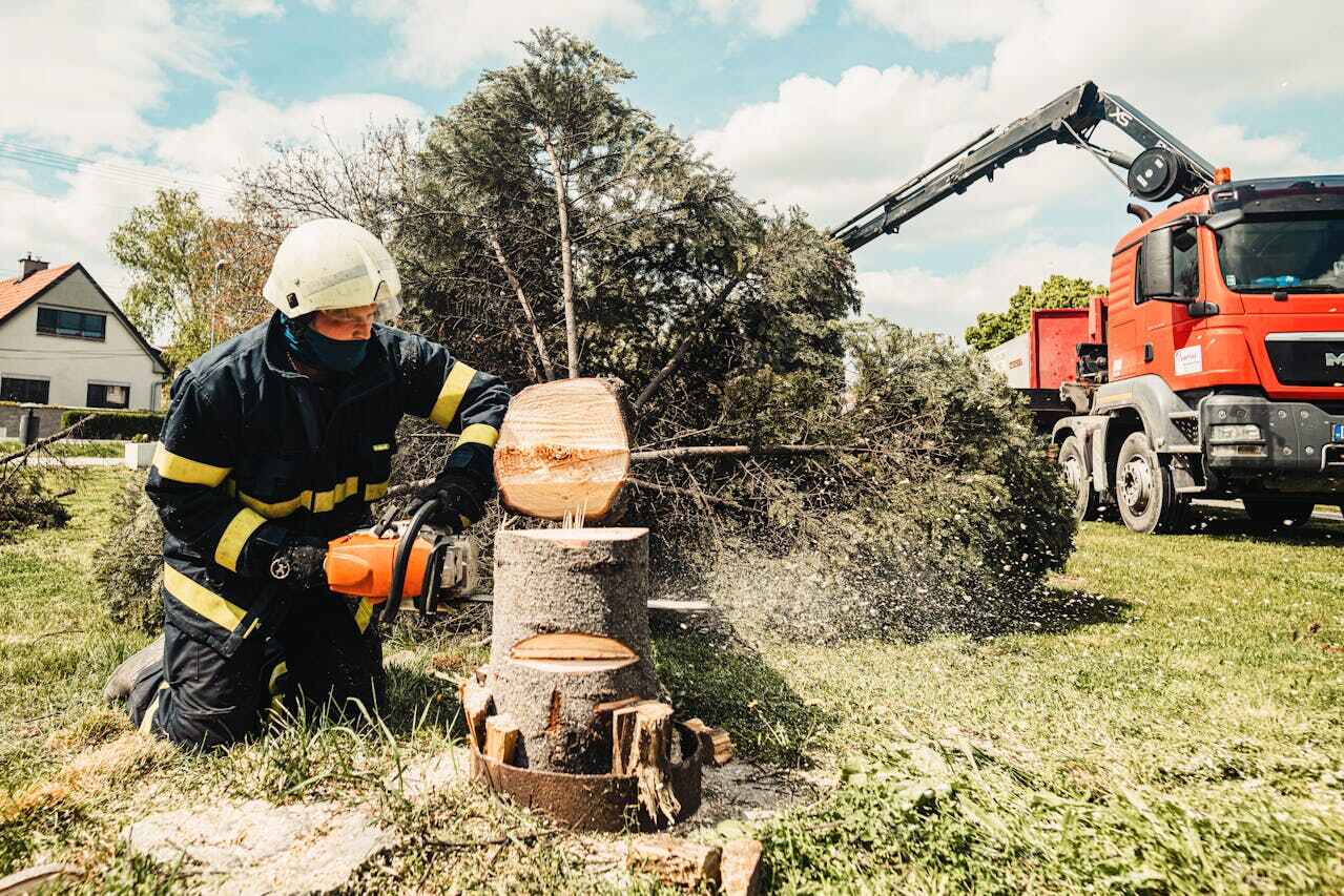 Best Tree Trimming Near Me  in Scott City, MO